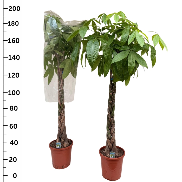 <h4>PACHIRA AQUATICA</h4>