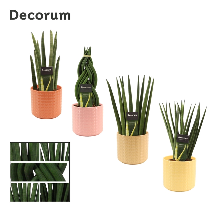 Sansevieria Cylindrica 12 cm Mix in Kaya (Sympathetic moods-coll