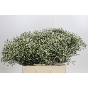 Limonium sinensis Clear Diamond