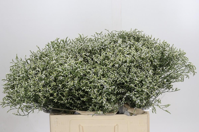 Limonium sinensis Clear Diamond
