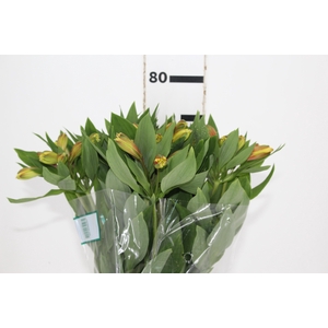 ALSTROEMERIA CARIBBEAN 080 CM