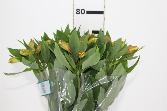 ALSTROEMERIA CARIBBEAN 080 CM
