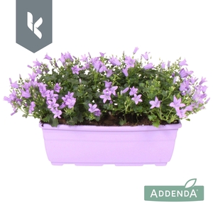 Campanula Ambella Lavender in balkonbak