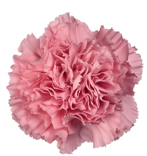 <h4>Di St Kaori Pink 65cm CO</h4>