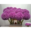 Allium Giganteum