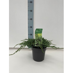 Juniperus sq. 'Blue Carpet' C2