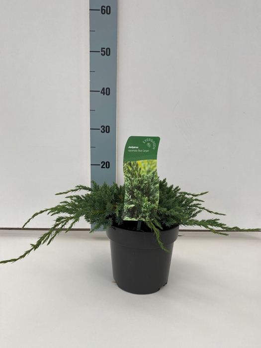 <h4>Juniperus sq. 'Blue Carpet' C2</h4>