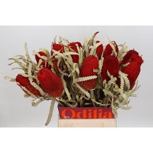 Dried Banksia Prionote Red