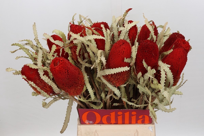 <h4>Dried Banksia Prionote Red</h4>