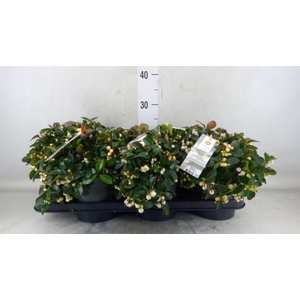 Gaultheria proc. 'Ciao Bella Whte'