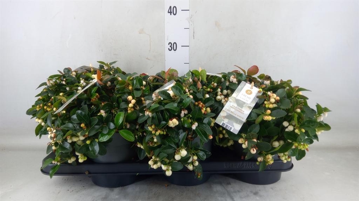 <h4>Gaultheria proc. 'Ciao Bella Whte'</h4>
