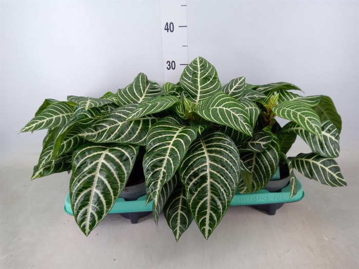 <h4>Aphelandra squar.</h4>