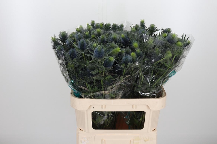 <h4>Eryn Supernova</h4>