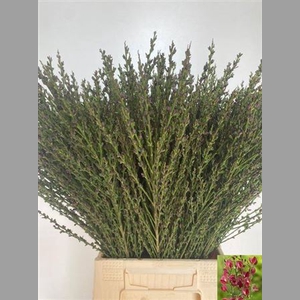 Cytisus Boskoop Ruby