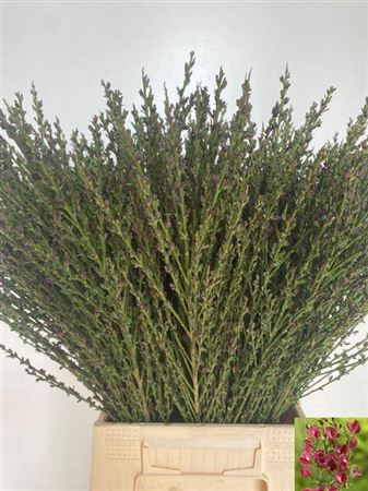 <h4>Cytisus Boskoop Ruby</h4>