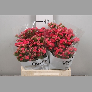 Kal Sens Pink Meadow