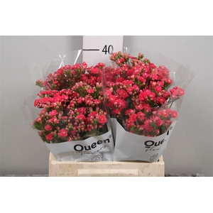 Kal Sens Pink Meadow