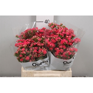 Kal Sens Pink Meadow