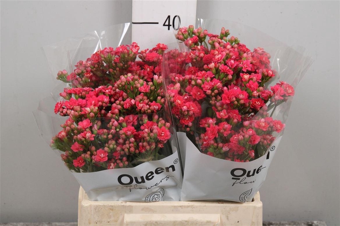 <h4>Kal Sens Pink Meadow</h4>