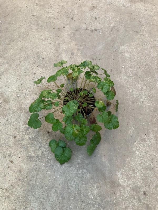 <h4>PELARGONIUM AUSTRALE</h4>