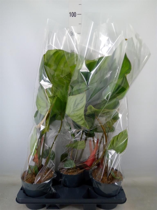 <h4>Philodendron   ...</h4>