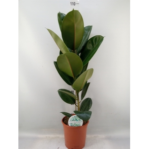 Ficus elastica 'Robusta'
