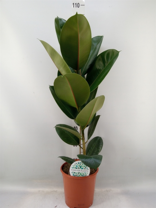 <h4>Ficus elastica 'Robusta'</h4>