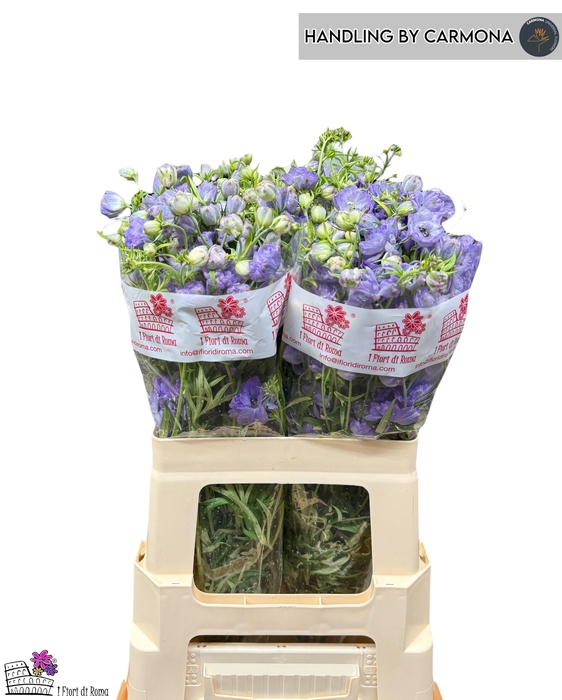<h4>DELPH EN M LAVENDER</h4>