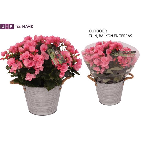 <h4>Begonia ''Betulia Candy'' Outdoor in Zink Sierpot</h4>