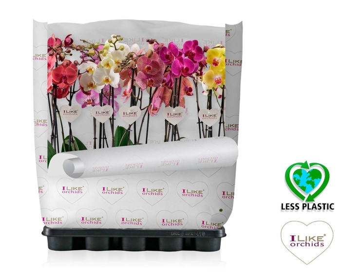 <h4>Phalaenopsis mix - 2 tak 70cm (Less Plastic)</h4>