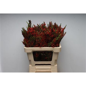 Kaaps Erica Scarlet Passion