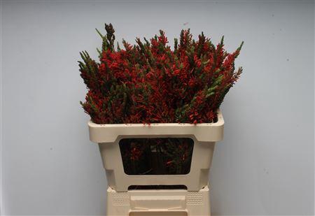 <h4>Kaaps Erica Scarlet Passion</h4>