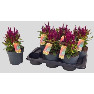 CEL PL KEL FIRE PURP