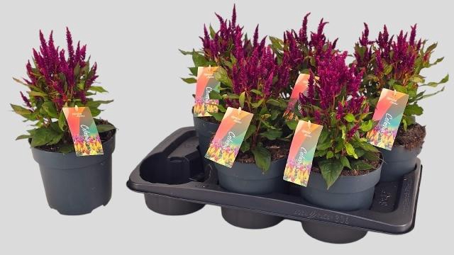 <h4>CEL PL KEL FIRE PURP</h4>