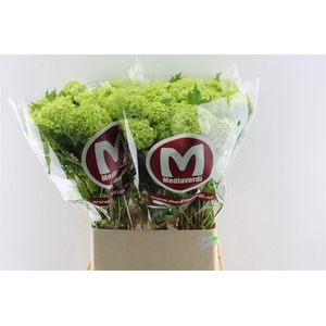 Viburnum Roseum 90cm 3 Bal