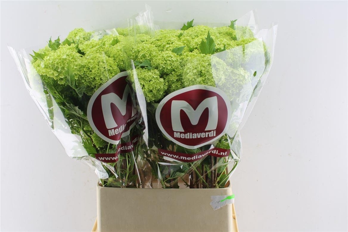 <h4>Viburnum Roseum 90cm 3 Bal</h4>