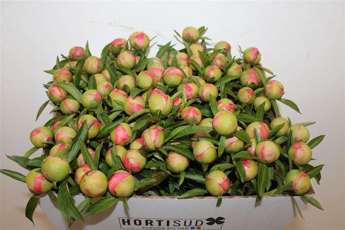 <h4>Paeo L Coral Charm</h4>