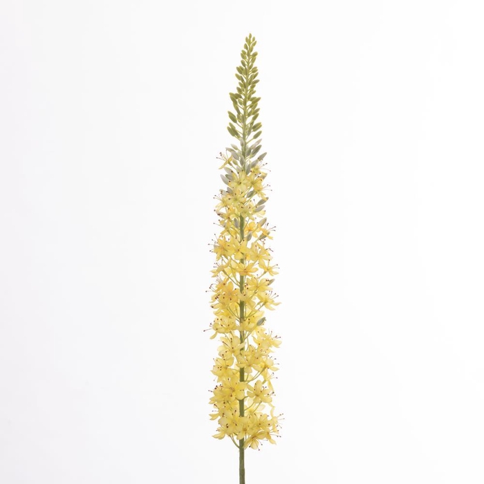 <h4>AF Eremurus L129cm Yellow</h4>