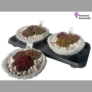 Arr Tuinplanten In Rond Beton