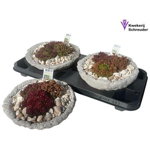 Arr Tuinplanten In Rond Beton