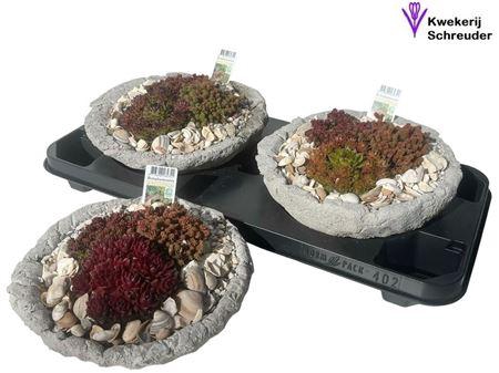 <h4>Arr Tuinplanten In Rond Beton</h4>