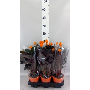 Calathea crocata 'Tassmania'
