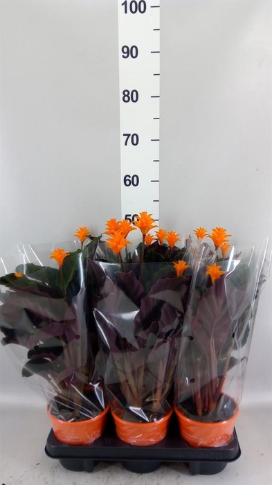 <h4>Calathea crocata 'Tassmania'</h4>