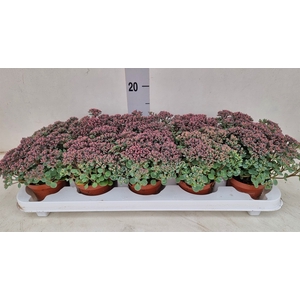 Sedum cauticola 'Lidakense'