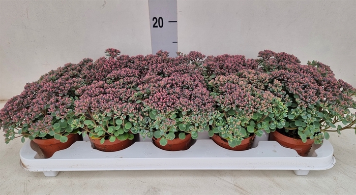 Sedum cauticola 'Lidakense'