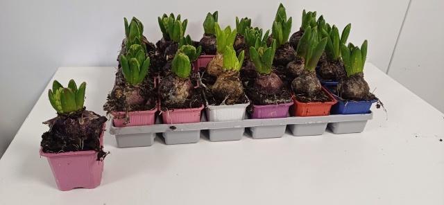 <h4>HYACIN GEM 5 KL</h4>