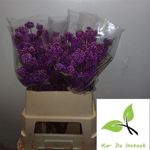 Callicarpa Bod Profu