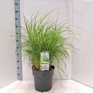 Miscanthus Adagio