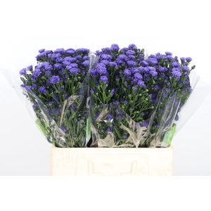 Ast Astee Dark Milka