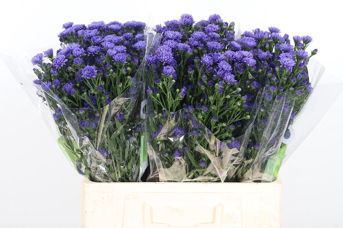 <h4>Ast Astee Dark Milka</h4>